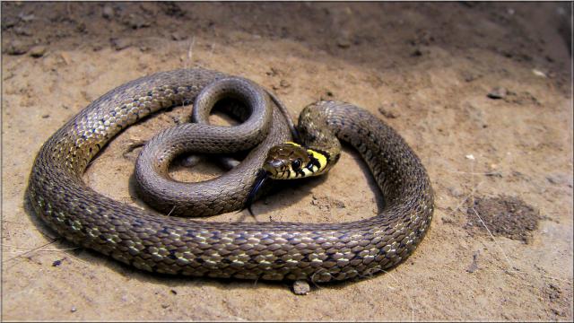 File:Grass Snake (Natrix natrix helvetica) playing dead